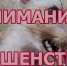 В Татарстане зафиксирован случай бешенства у барсука: власти принимают меры - Газета Новая жизнь