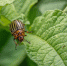 Казанские ученые создали биологическое оружие для борьбы с колорадским жуком - Газета Новая жизнь